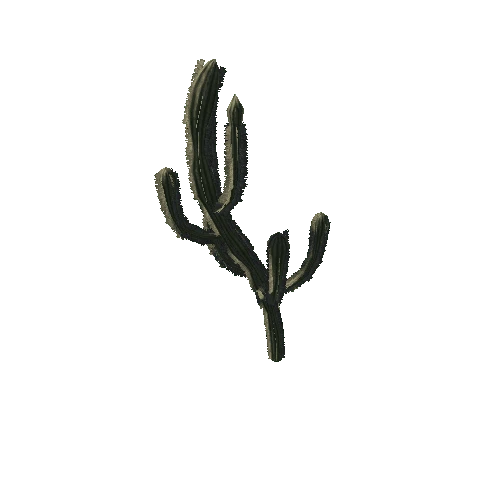 Cactus 08